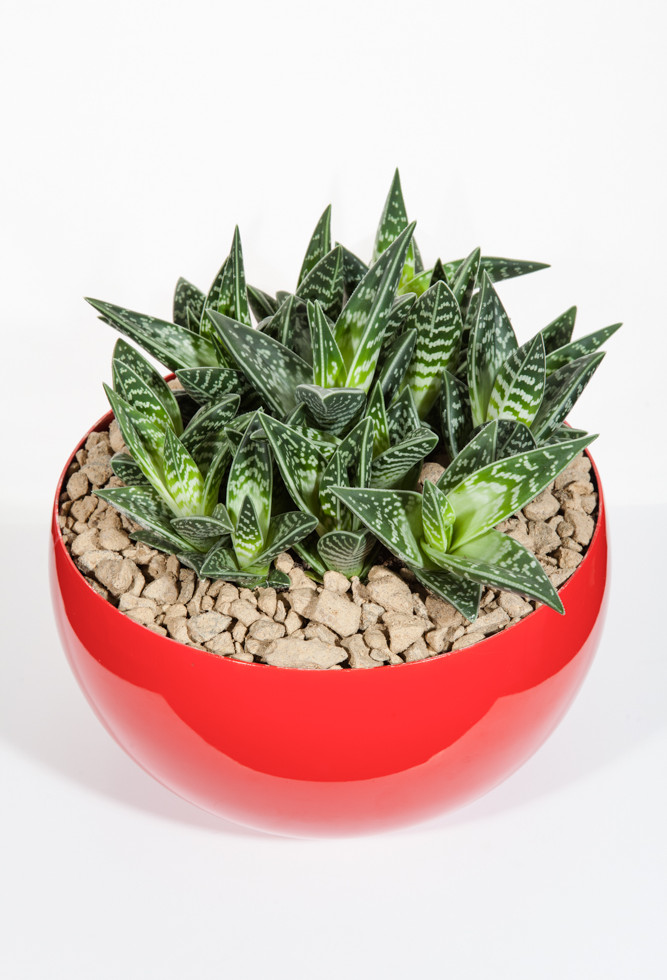 Bowl of Aloe
