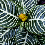 Attractive-foliage-plant-the-Aphelandra-or-Zebra-plant