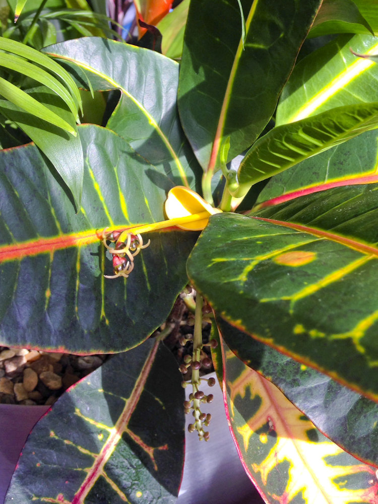 Croton Petra plant in flower at TATA in London