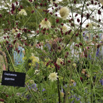 Hampton Court flower show. 