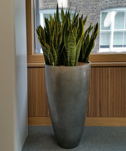 Plants at Finisterre Capital