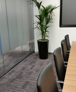 Office Plants - Ascot Underwriting