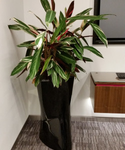 Office Plants - Ascot Underwriting