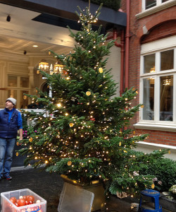 Christmas trees at St Ermin's Hotel