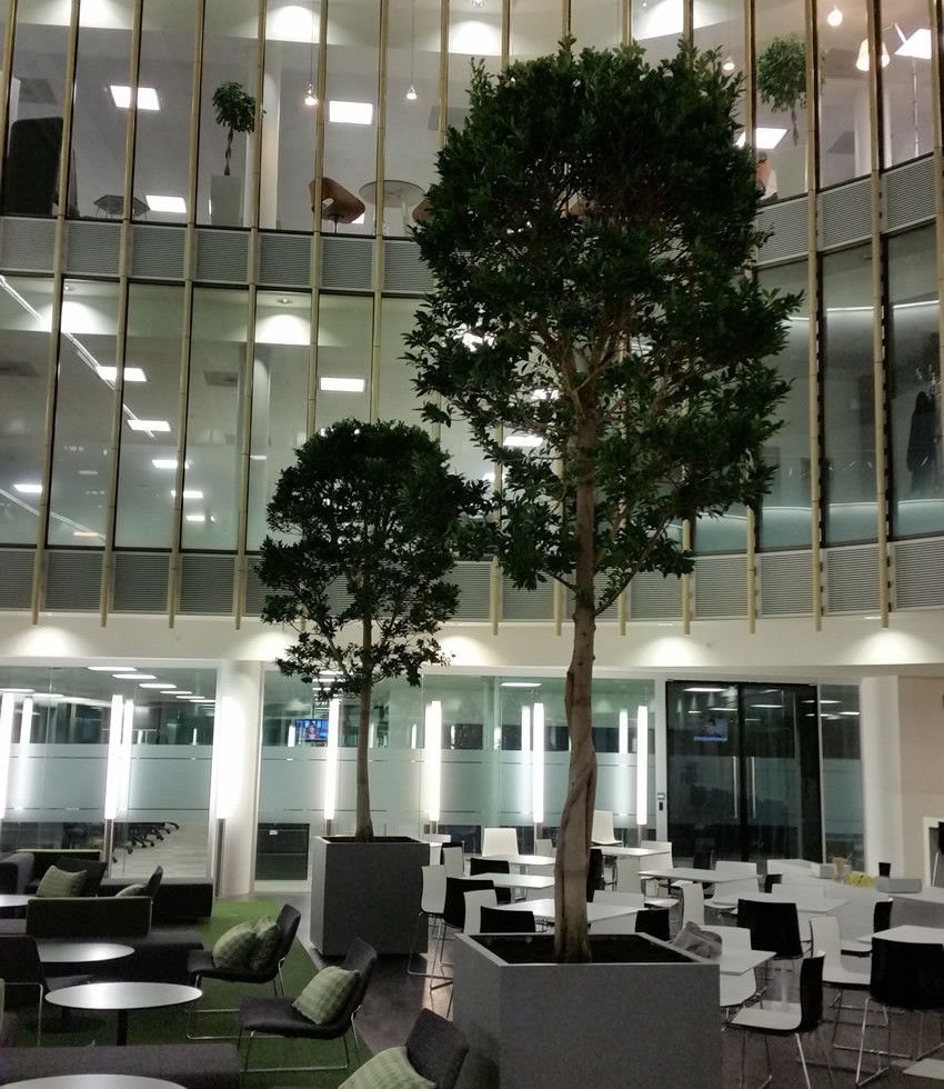 Indoor landscaping - London office