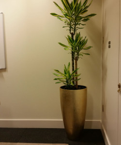 Plant display - Sumitomo Corp. London